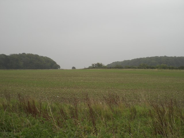 File:Towards Little Tanoffice Wood - geograph.org.uk - 574473.jpg