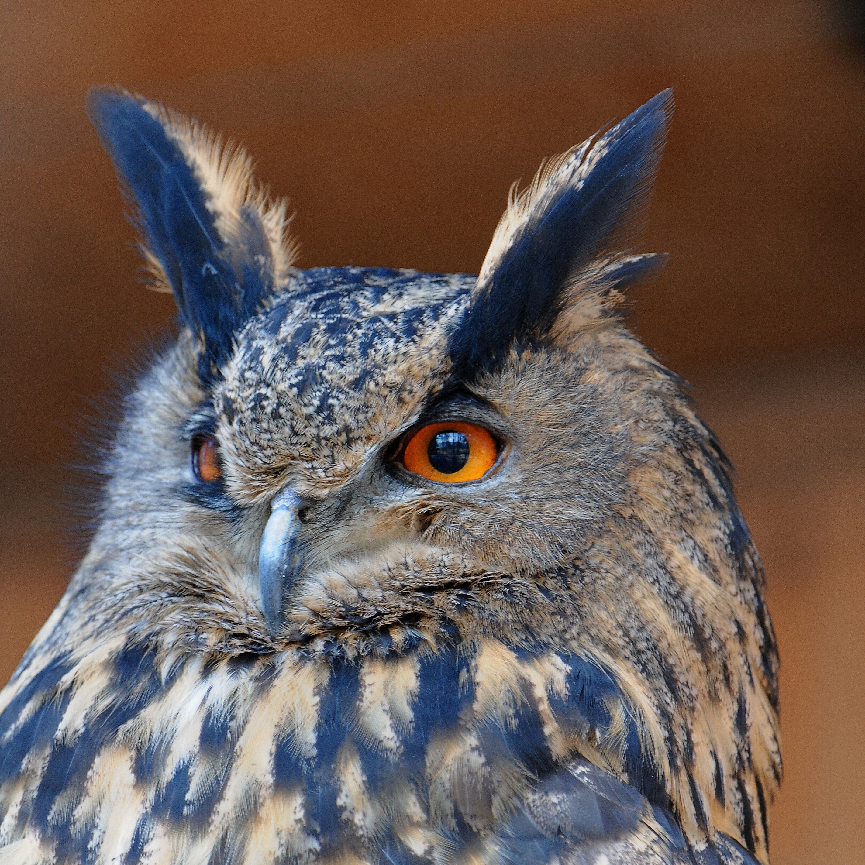 Resultado de imagen de Bubo