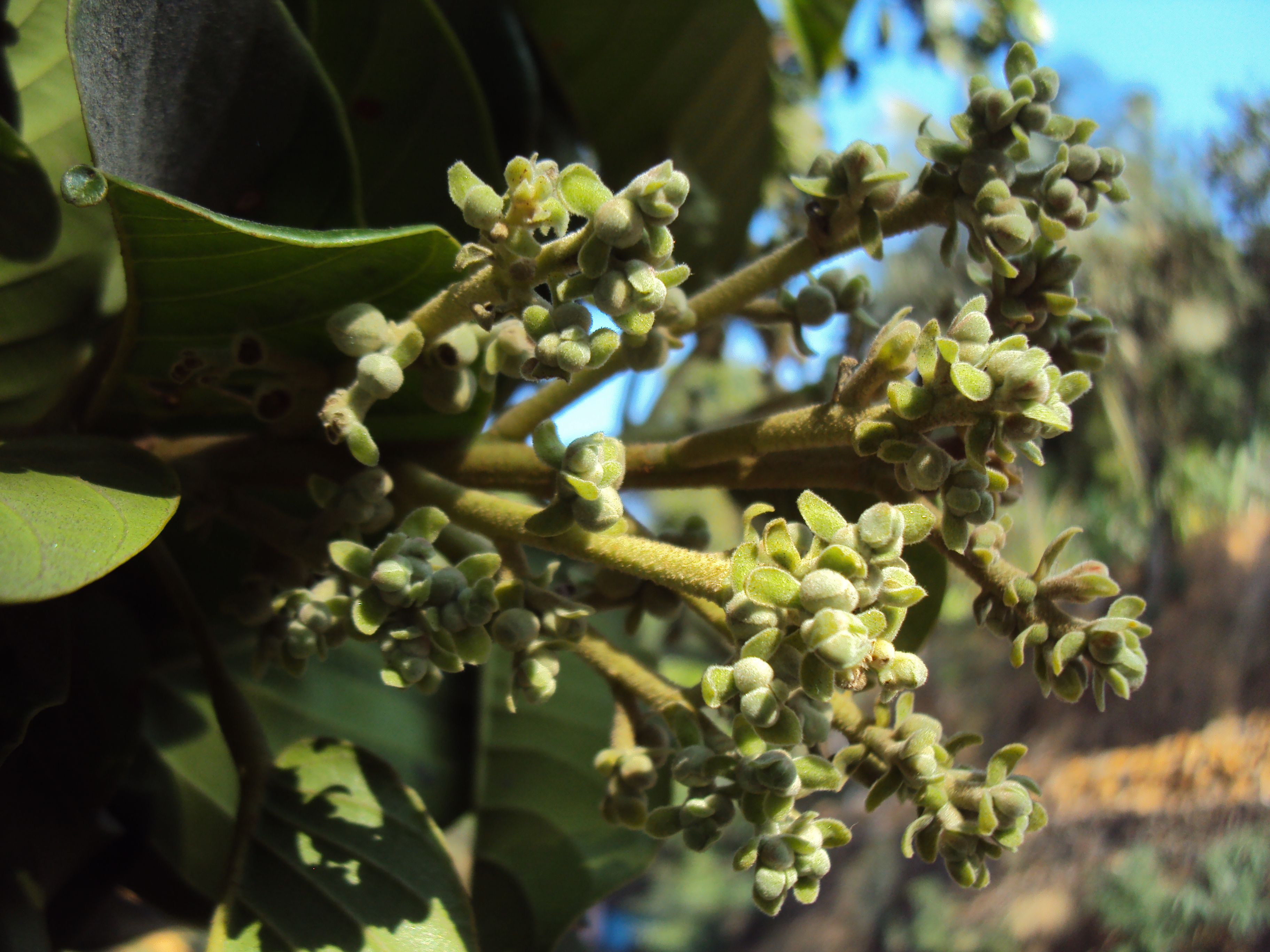 Фото indica flower