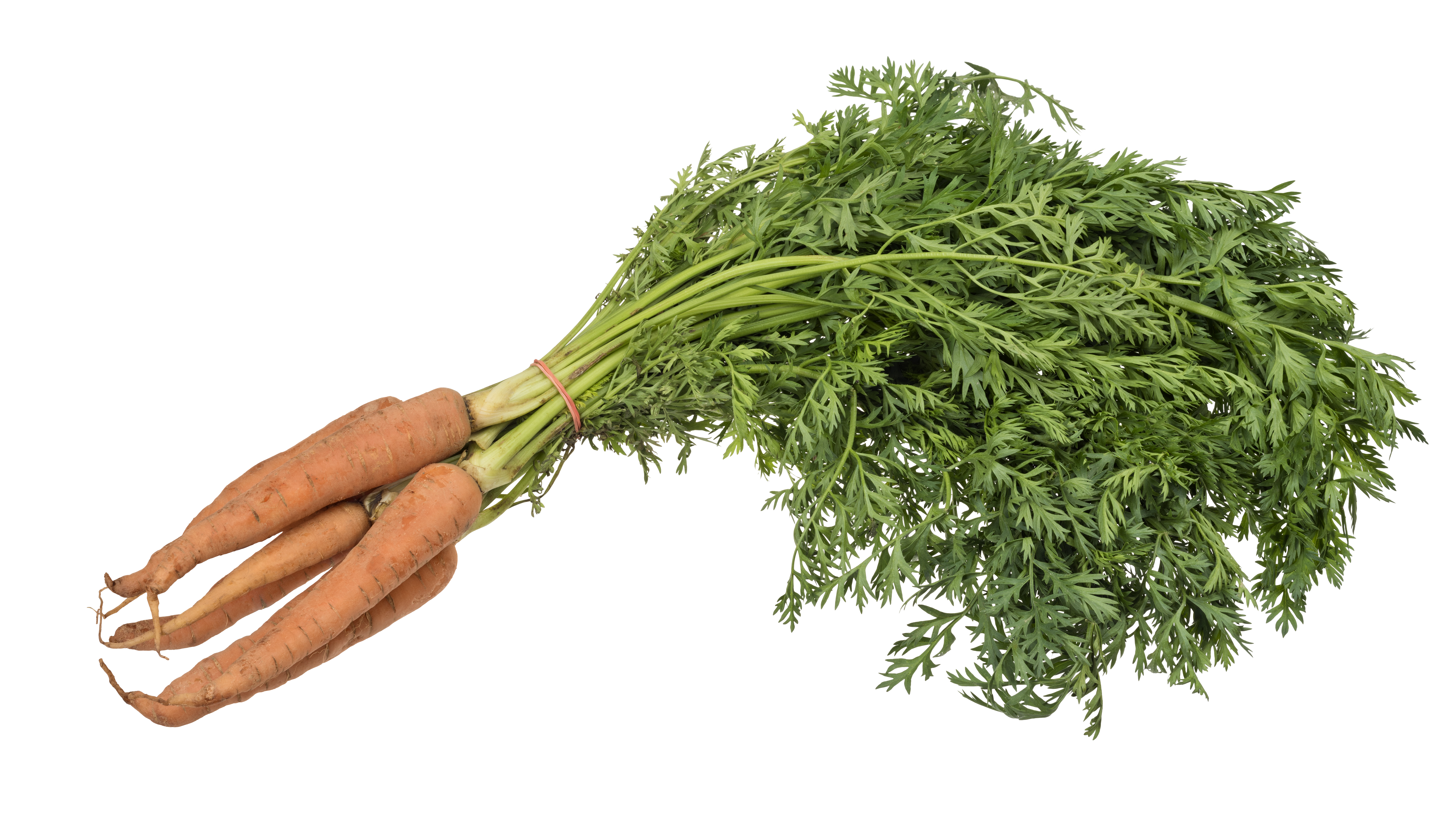 Rare Herb Edible Leaf Carrot  50 seeds  UK SELLER 