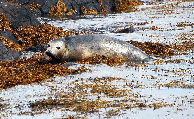 File:Wildlife on the Isle of May (1) - geograph.org.uk - 1345151.jpg