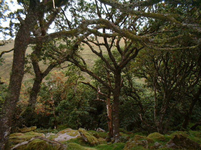 Wistmans Wood, Dartmoor - geograph.org.uk - 647059