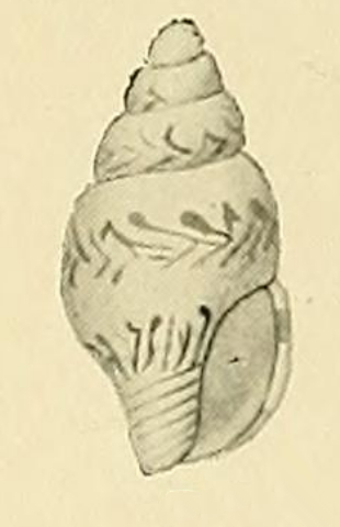 <i>Zemitrella stephanophora</i> Species of sea snail