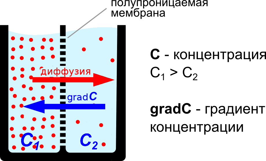 Диффузия градиент концентрации. Осмос по градиенту концентрации. По градиенту концентрации это. Концентрационный градиент.