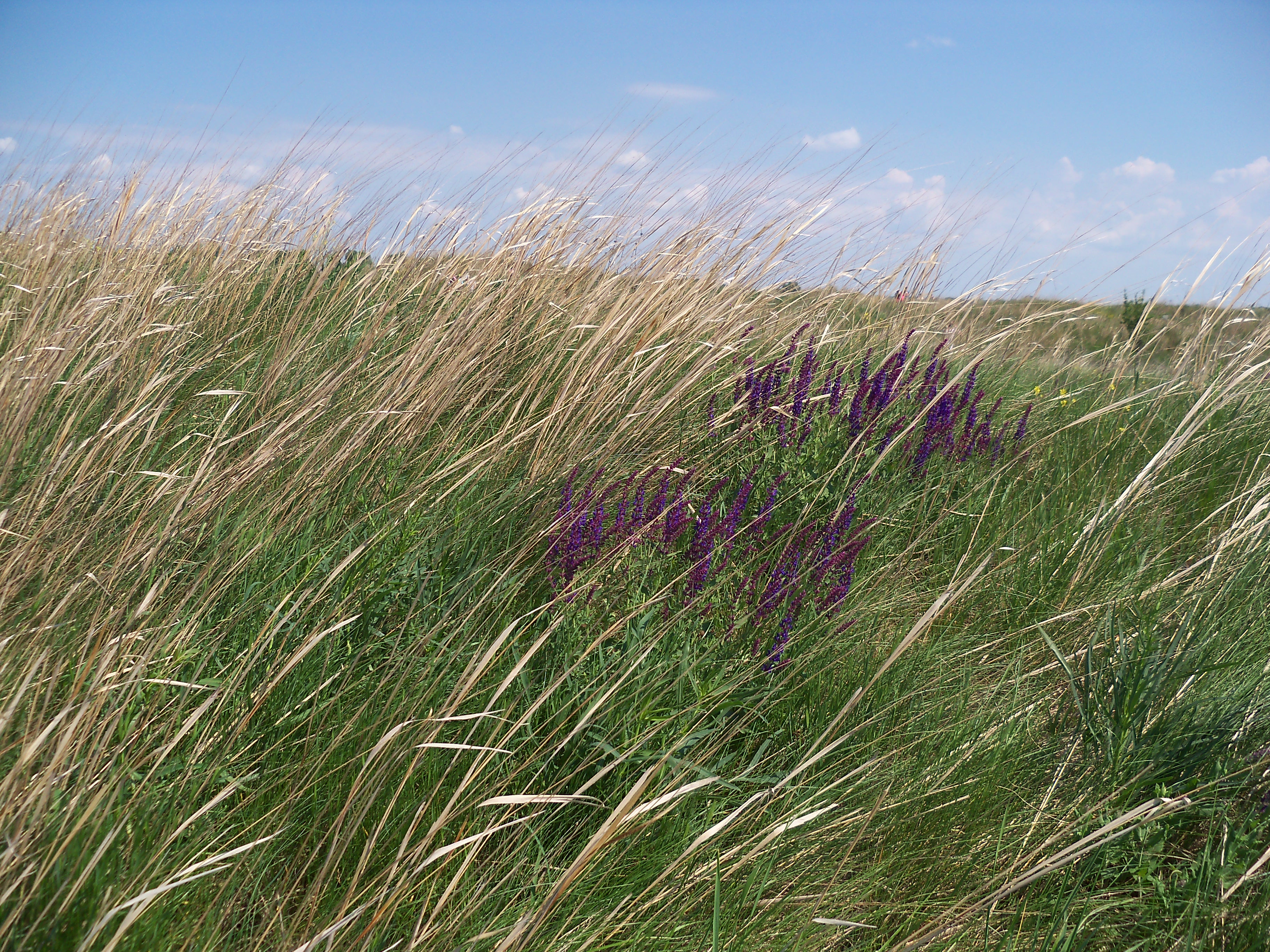 Stipa capillata l. ковыль волосатик