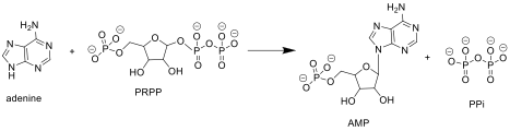 ARPTase catalyzes a phosphoribosyl transfer from PRPP to adenine, forming AMP and releasing pyrophosphate (PPi). ARPTase Reaction Scheme.png