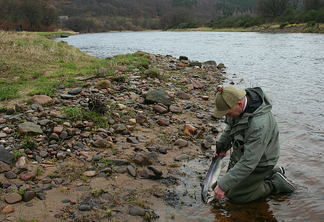 File:A Spey ghillie unhooks a salmon kelt on the Rothes Beat. - geograph.org.uk - 338436.jpg