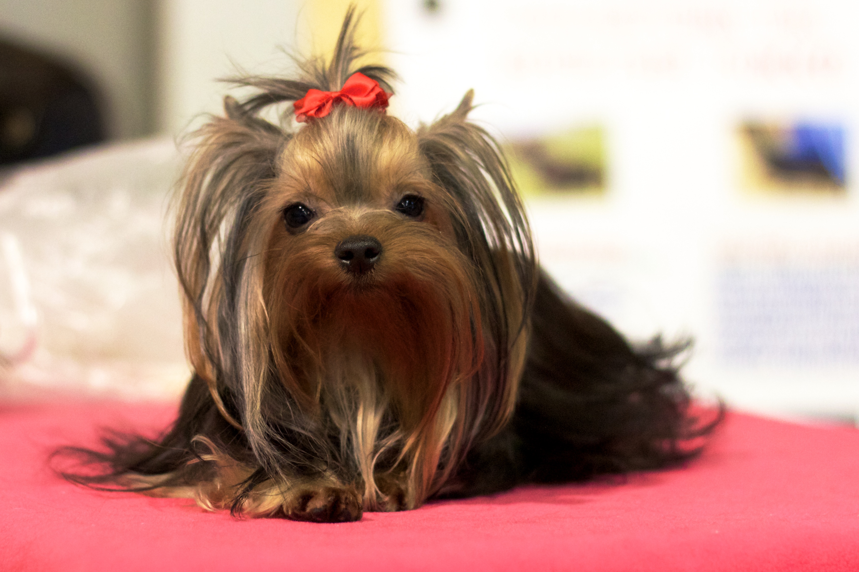 Teacup Yorkies Adult 11