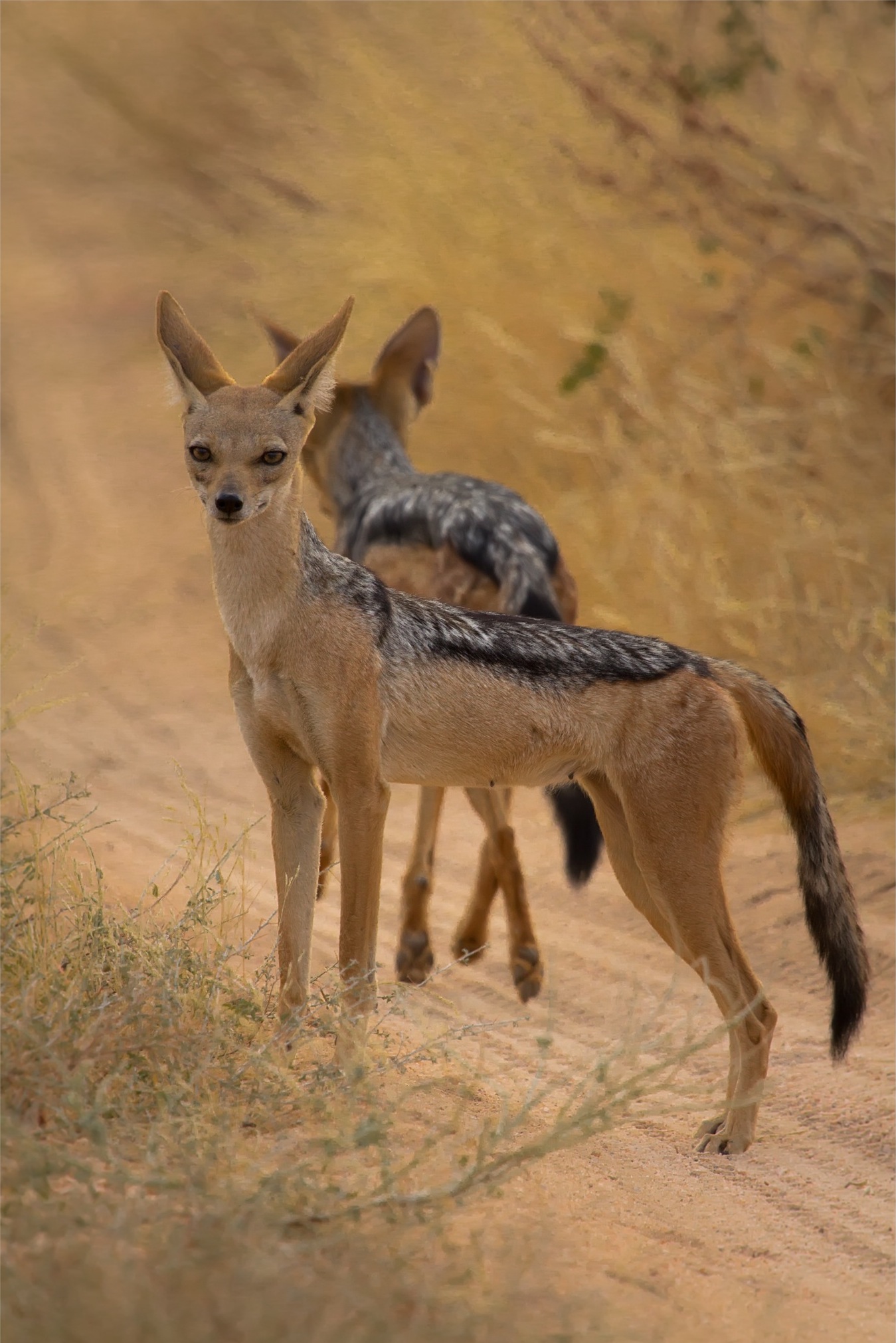 Young Black-Backed Jackals, Masai Mara, Kenya, Africa скачать