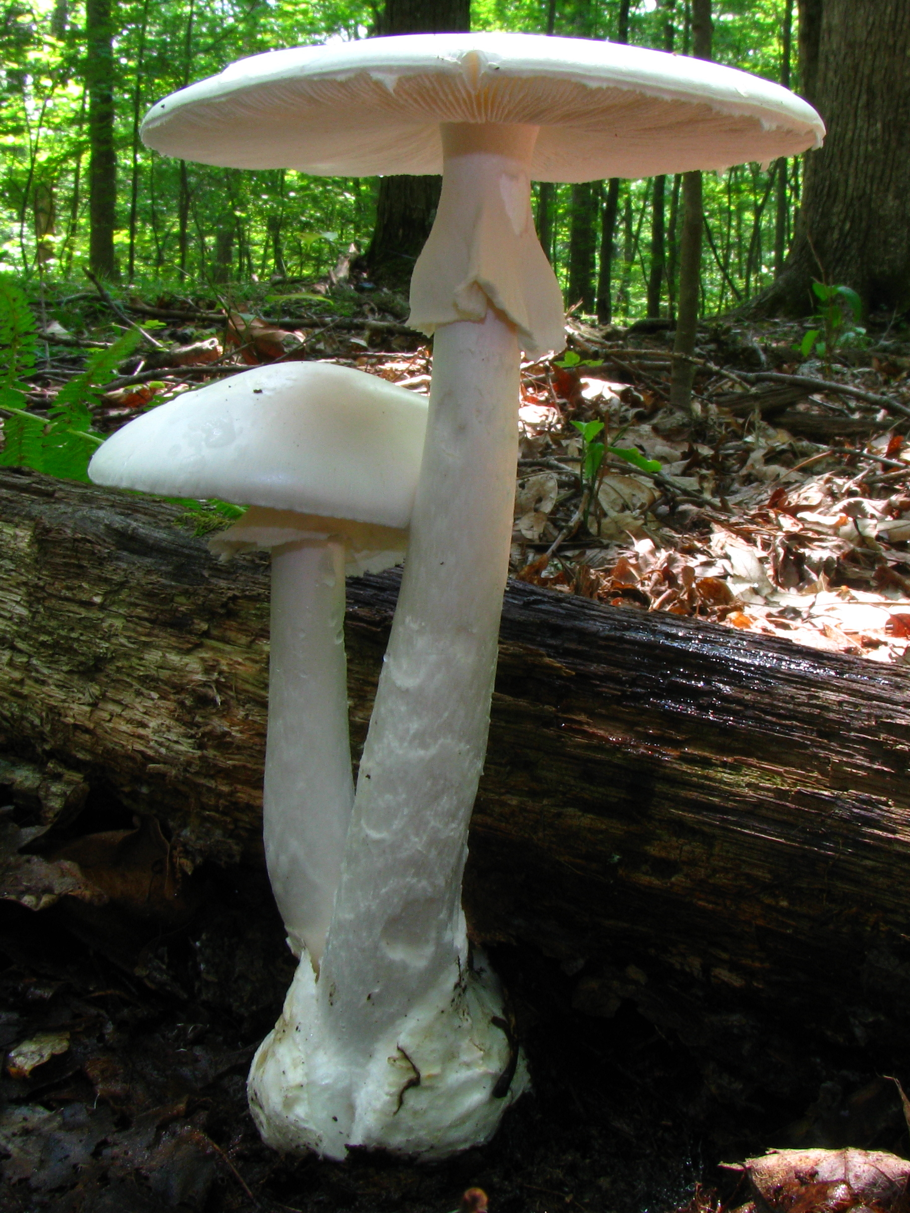 Representantes de Amanita encontrados no Brasil: 7. A. tanacipulvis