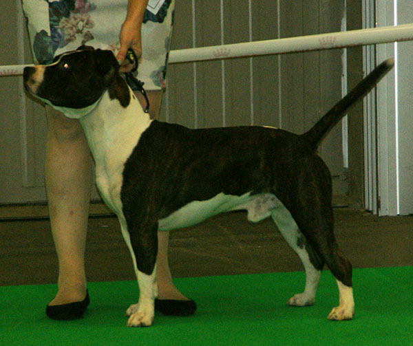 File:American Staffordshire Terrier 3.jpg