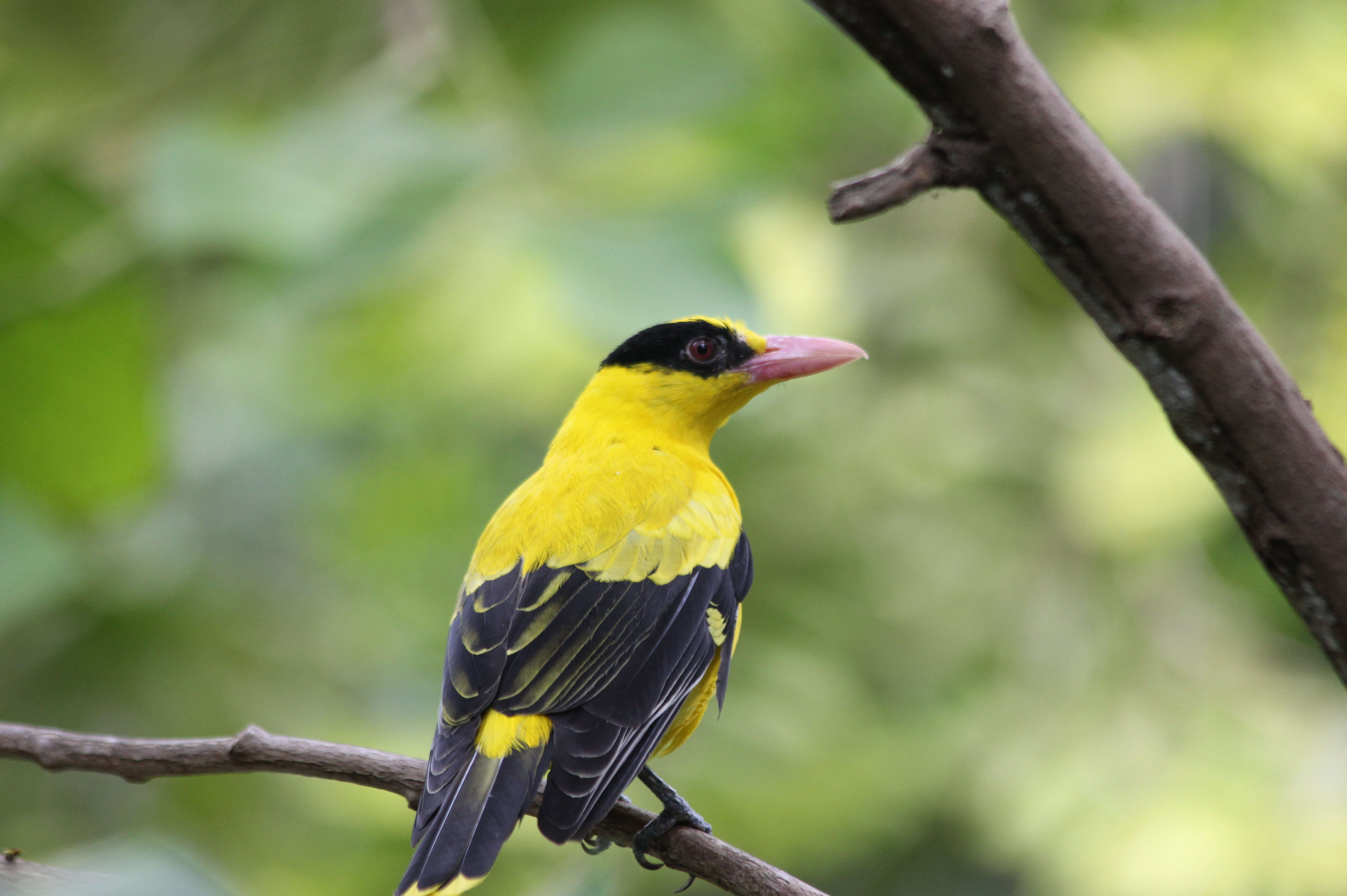 Black-naped oriole - Wikipedia