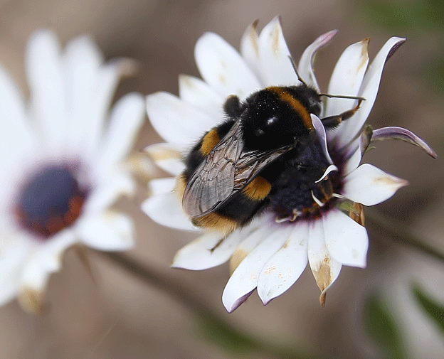 https://upload.wikimedia.org/wikipedia/commons/a/a3/Bee_Squirt.gif