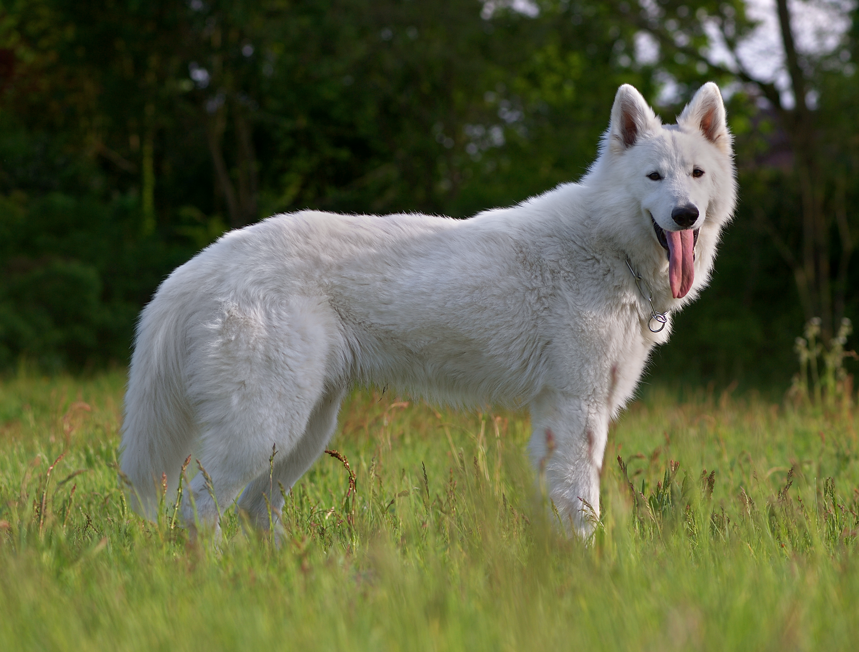 Berger blanc suisse Wikip dia