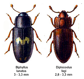 Biphyllidae Family of beetles