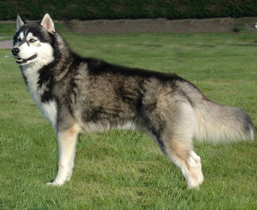 large husky looking dog