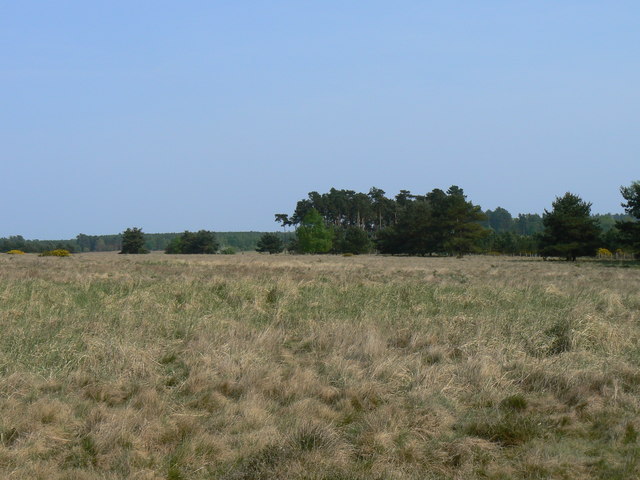 File:Breckland Heath-Grassland Ecosystem - geograph.org.uk - 415793.jpg