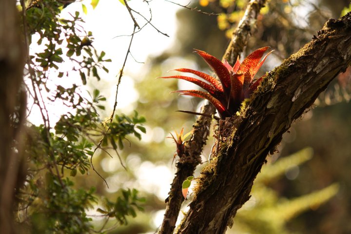 File:Bromeliaceae y vegetacion de Bosque Tropical en Costa Rica 01.jpg