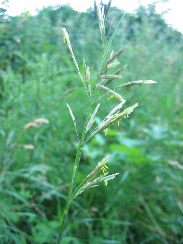 Костер полевой. Кострец безостый (Bromus inermis Leyss. Bromus inermis. Кострец Бенекена. Костер полевой (Bromus arvensis).