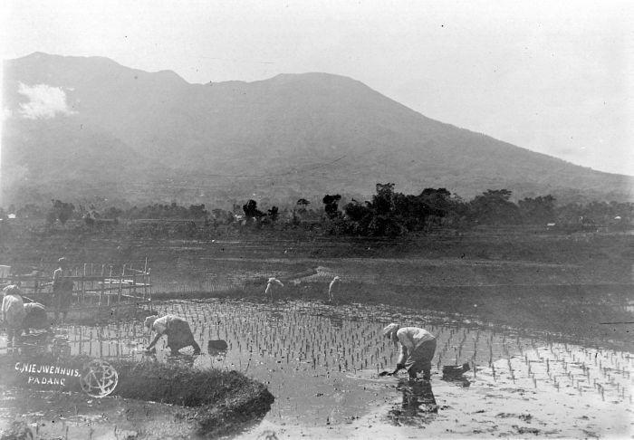 File:COLLECTIE TROPENMUSEUM Gezicht op de Merapi met sawah Fort de Kock TMnr 10011116.jpg