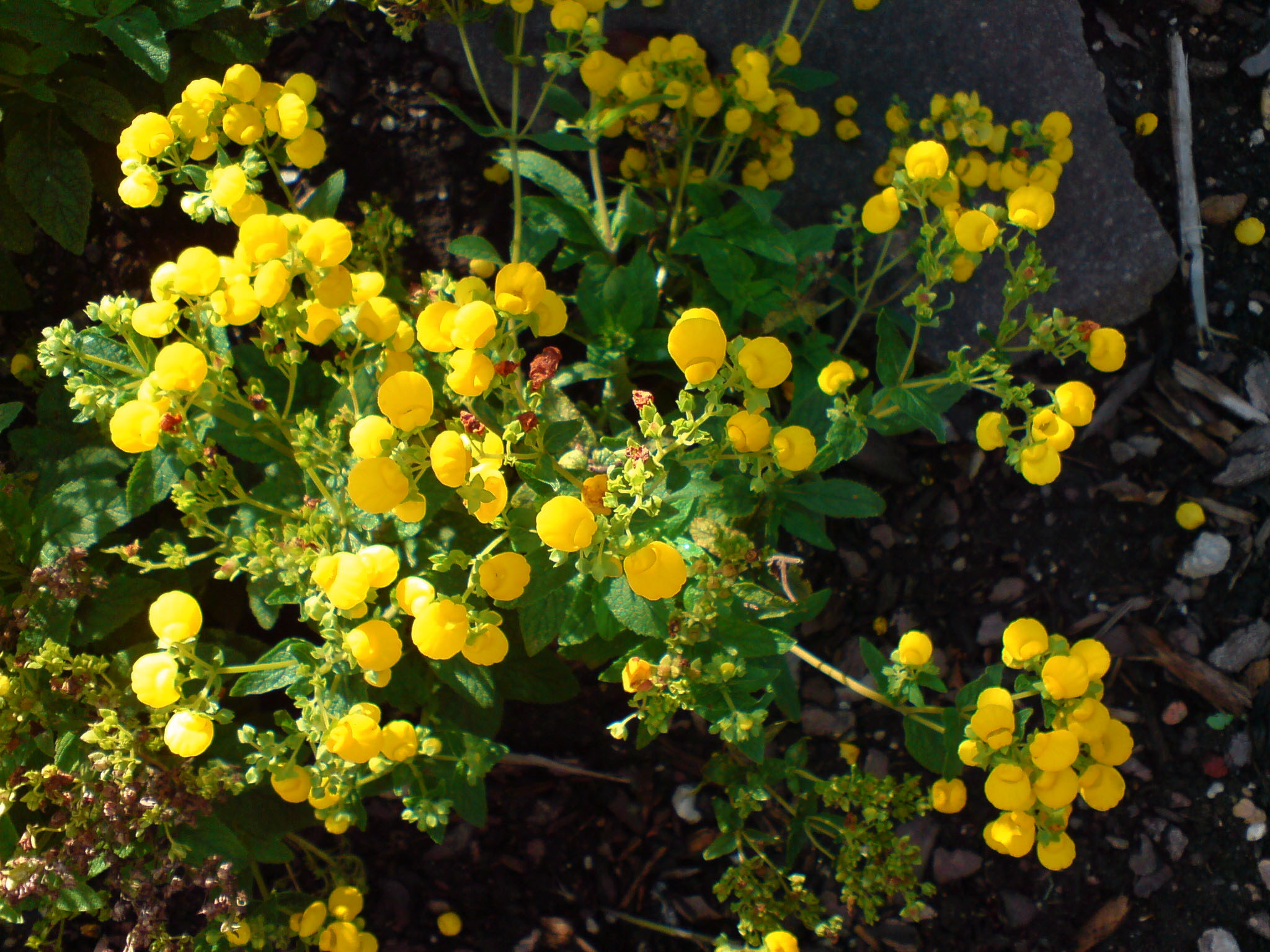 Calceolaria pinnata