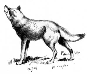 File:Canis lupus looking up (illustration).jpg