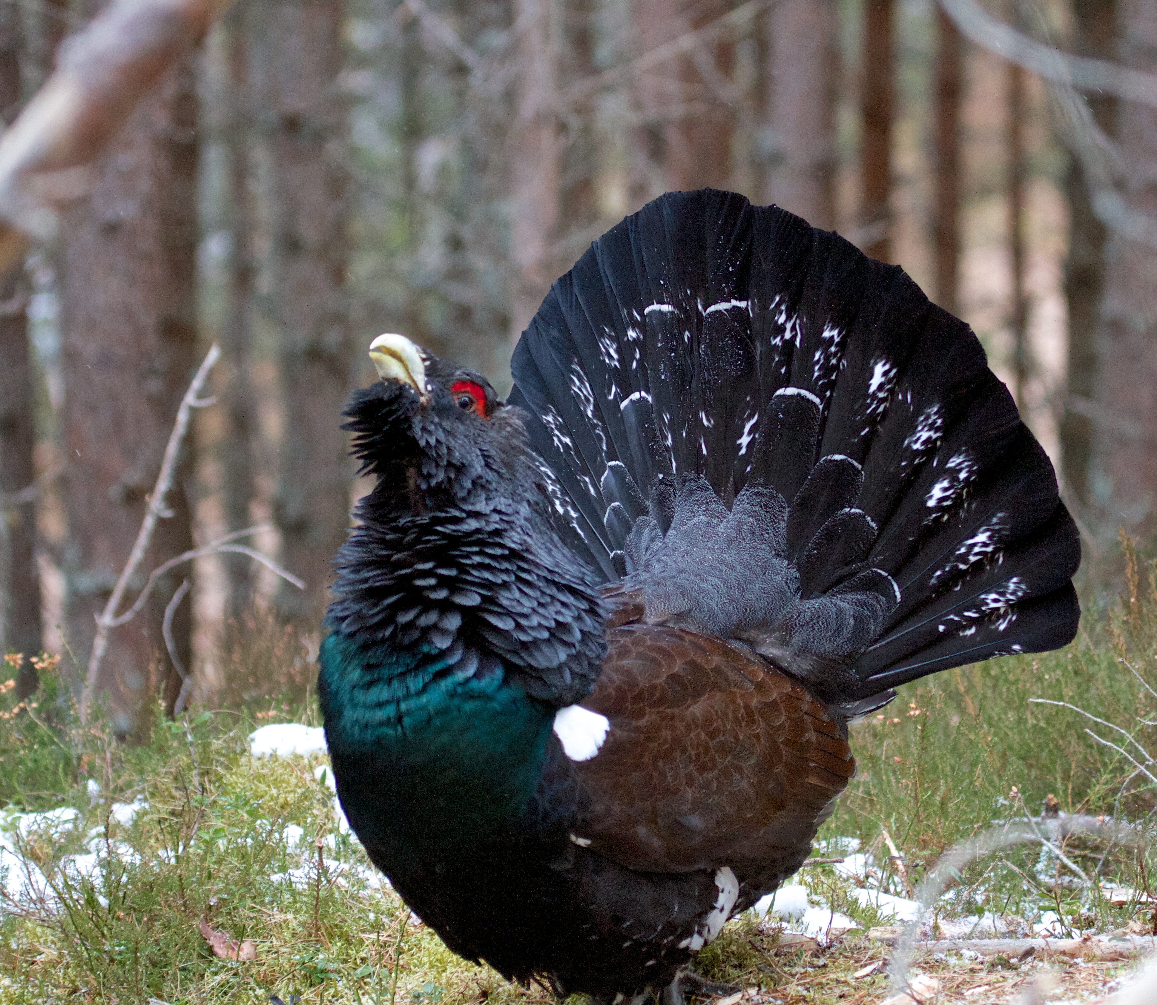 underordnet Vælge børste Western capercaillie - Wikipedia