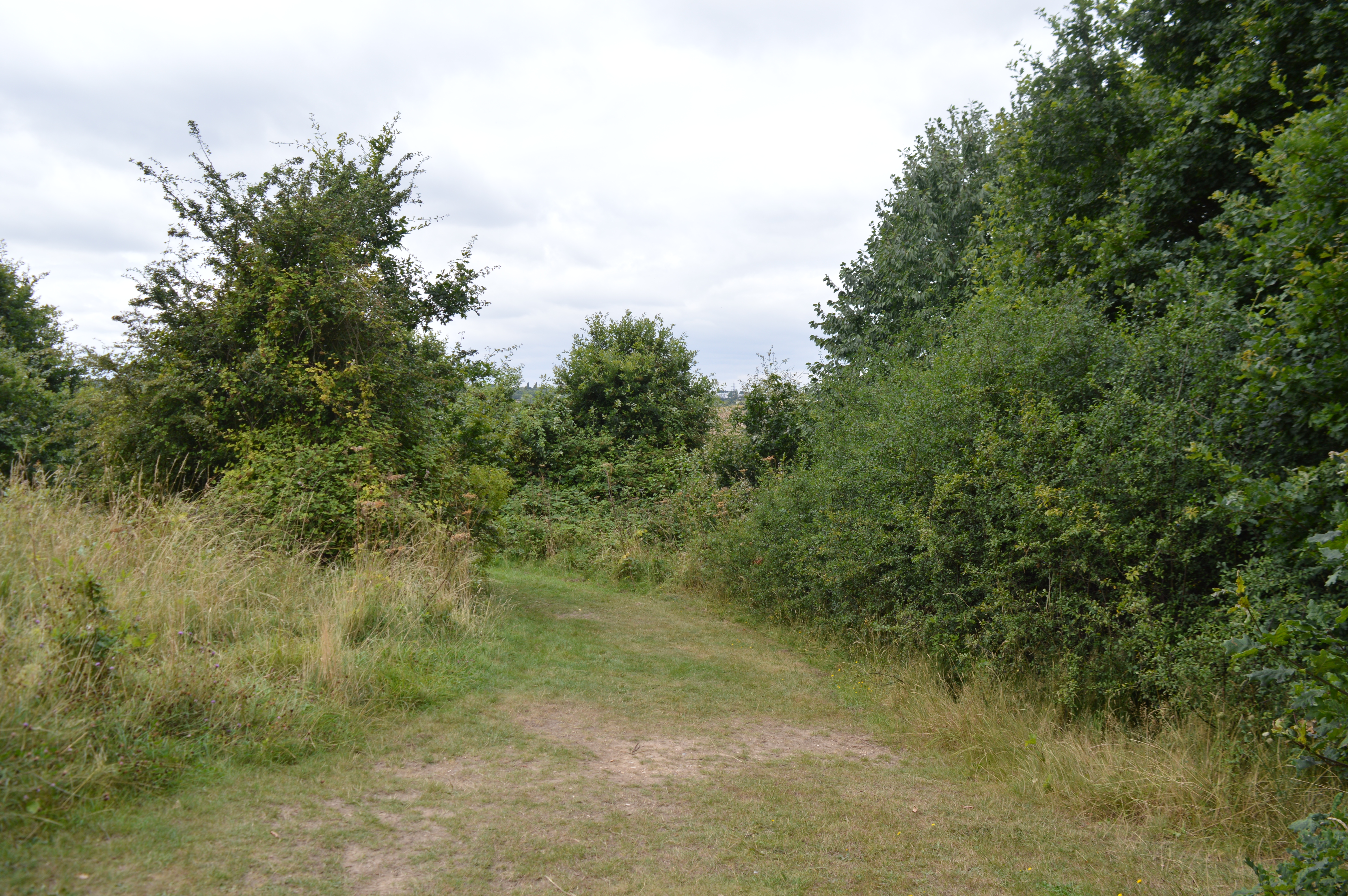 Colne Local Nature Reserve