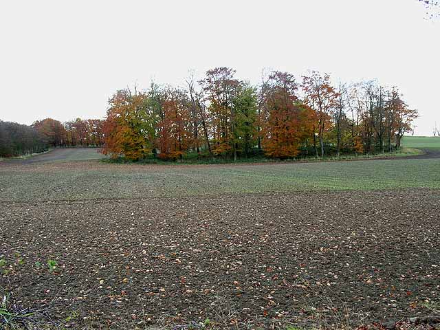 File:Copse in autumn colours near Longwitton - geograph.org.uk - 1043360.jpg