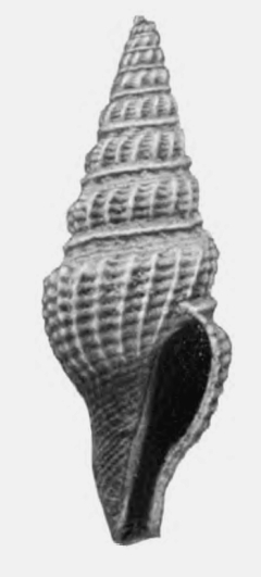 <i>Crassispira calligona</i> Extinct species of gastropod