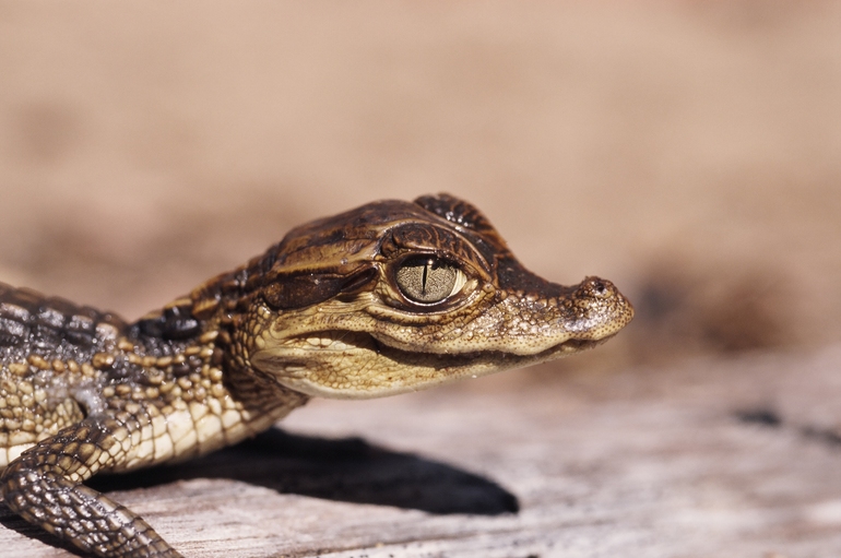 File:Crocodylus acutus03.jpg