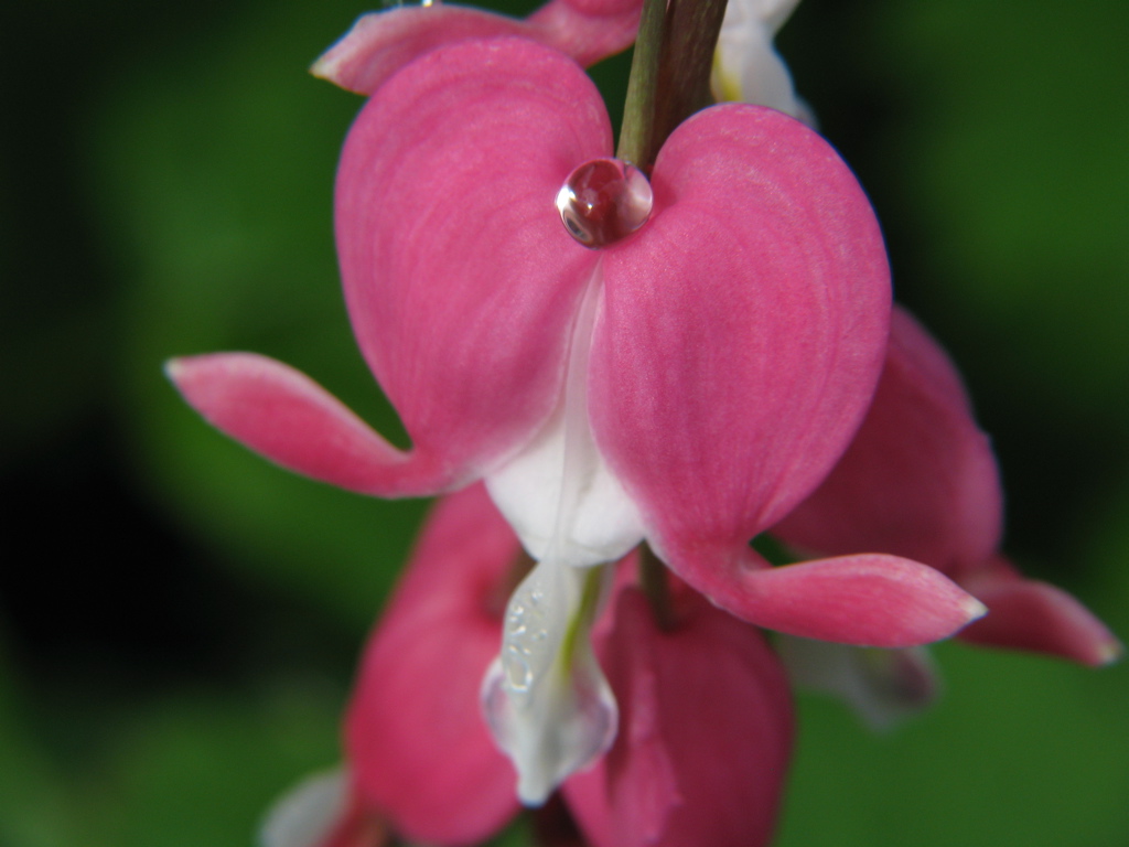 OPEN BLEEDING HEART