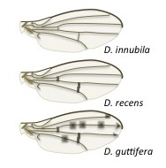 <i>Drosophila guttifera</i> Species of fly