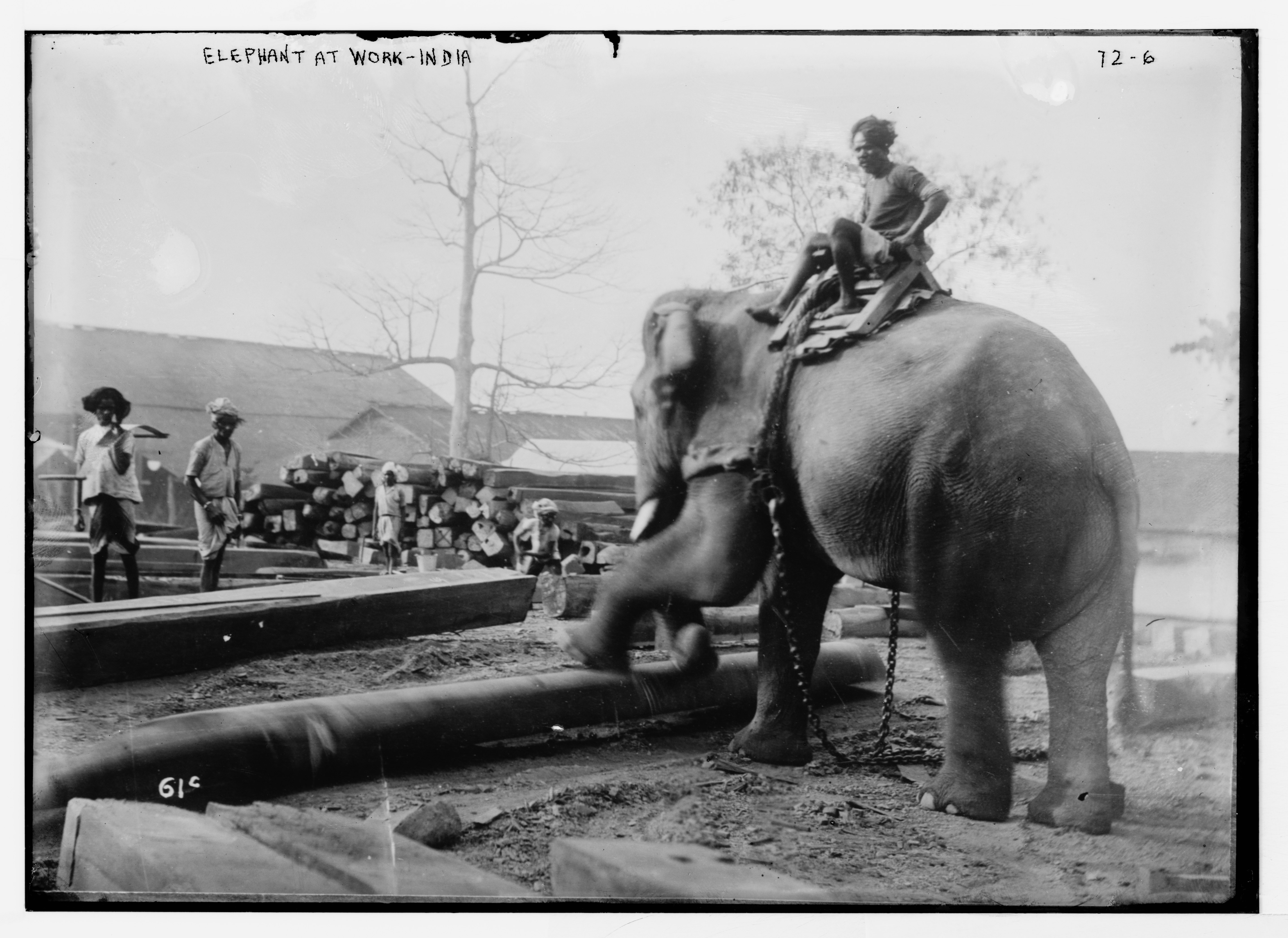 Indian's workers Elephant.