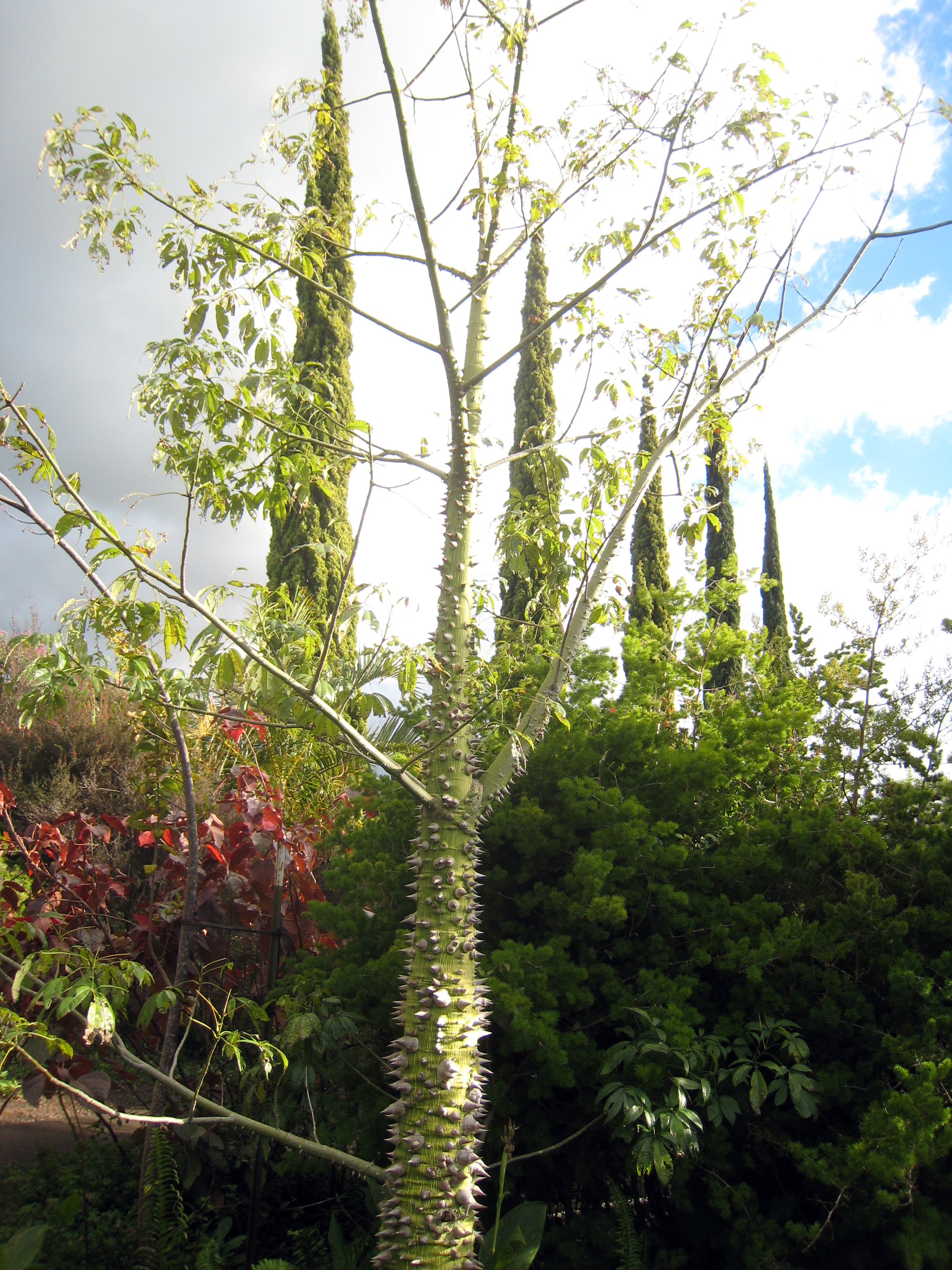 Photo of Enchanting Floral Gardens, Kula, Maui