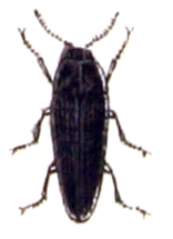 Eucnemidae