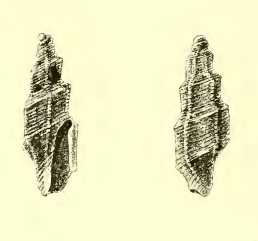 <i>Exomilus pentagonalis</i>