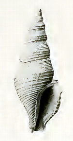 <i>Filodrillia mucronata</i> Species of gastropod