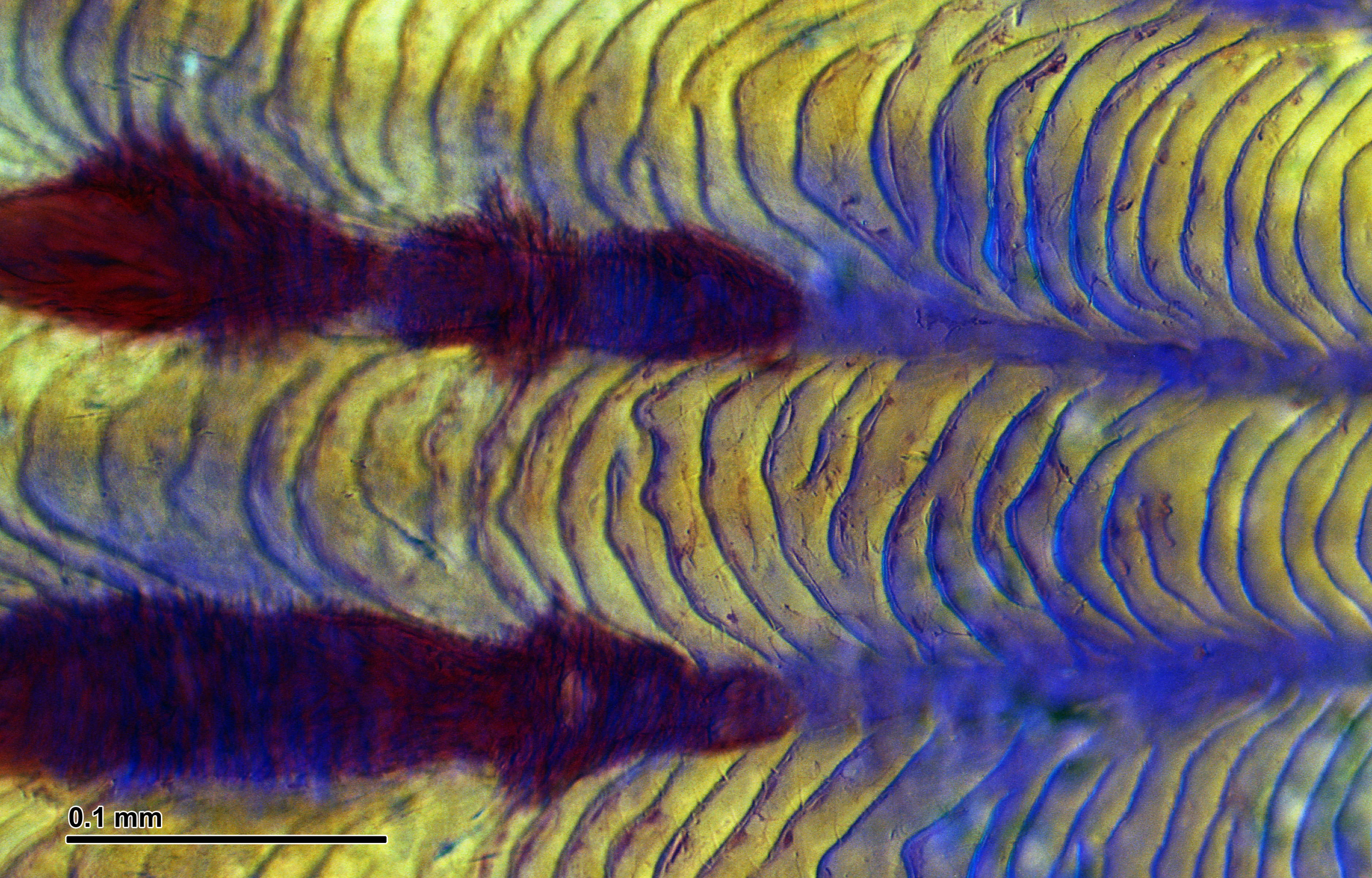 File:Fish scale (250 36) Total preparation.jpg - Wikimedia Commons