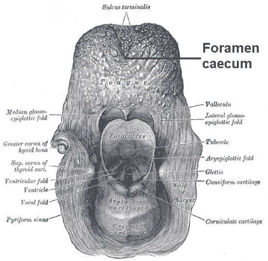 Kid Facts - Learn something new every day!: Foramen Cecum