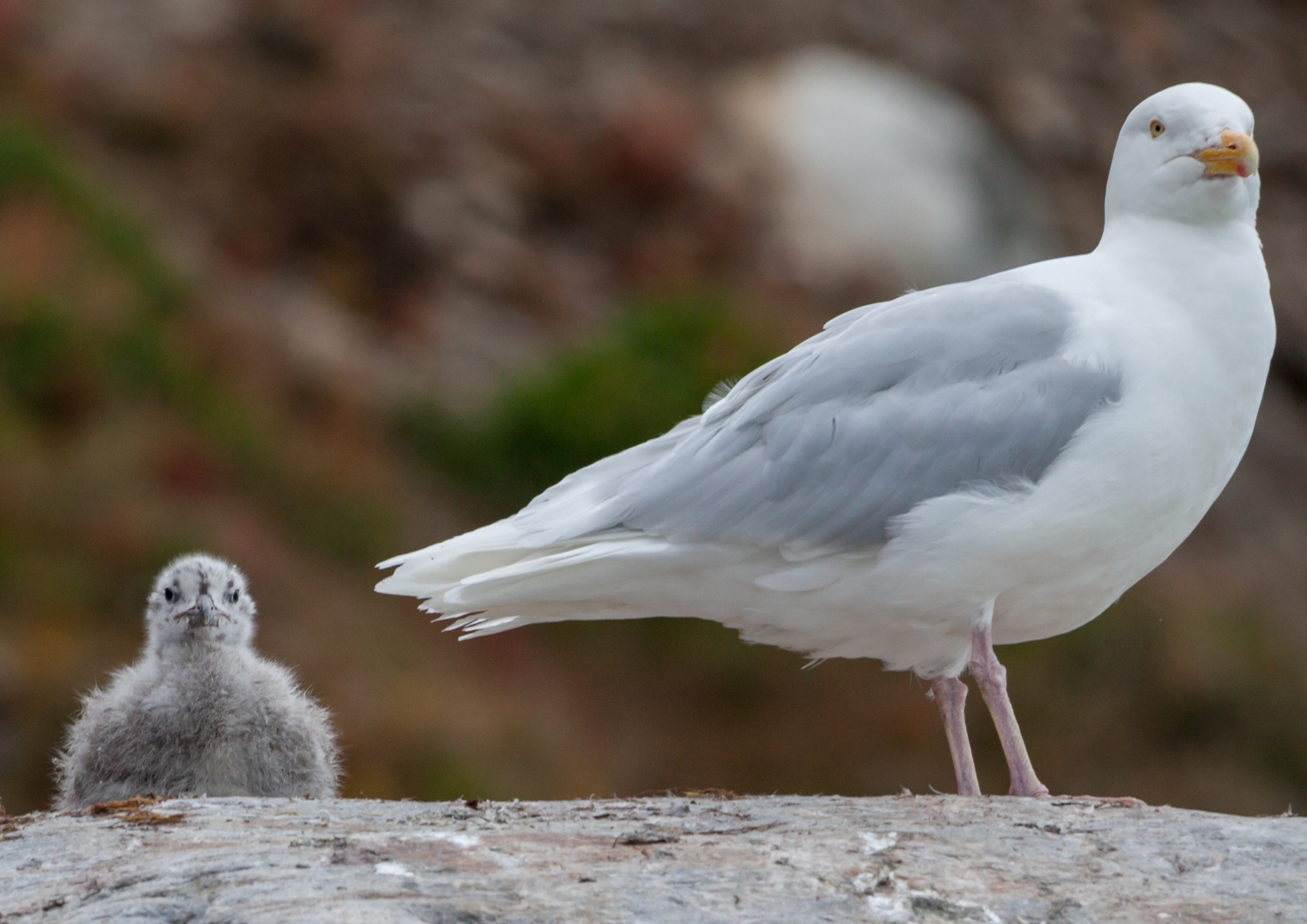 Glaucus gull (Larus hyperboreus) with its hatchling, Svalbard.jpg