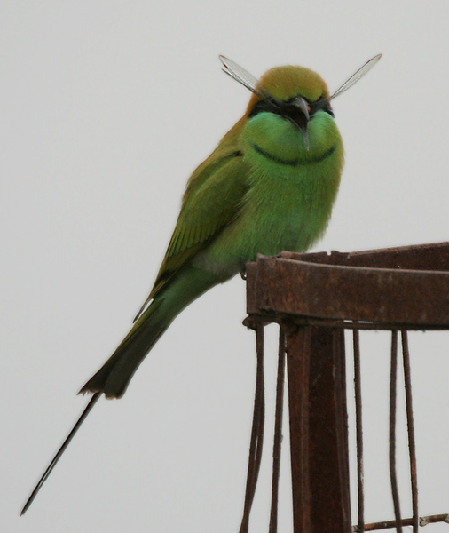 File:Green Bee-eater (Merops orientalis) with a dragonfly W IMG 2552.jpg