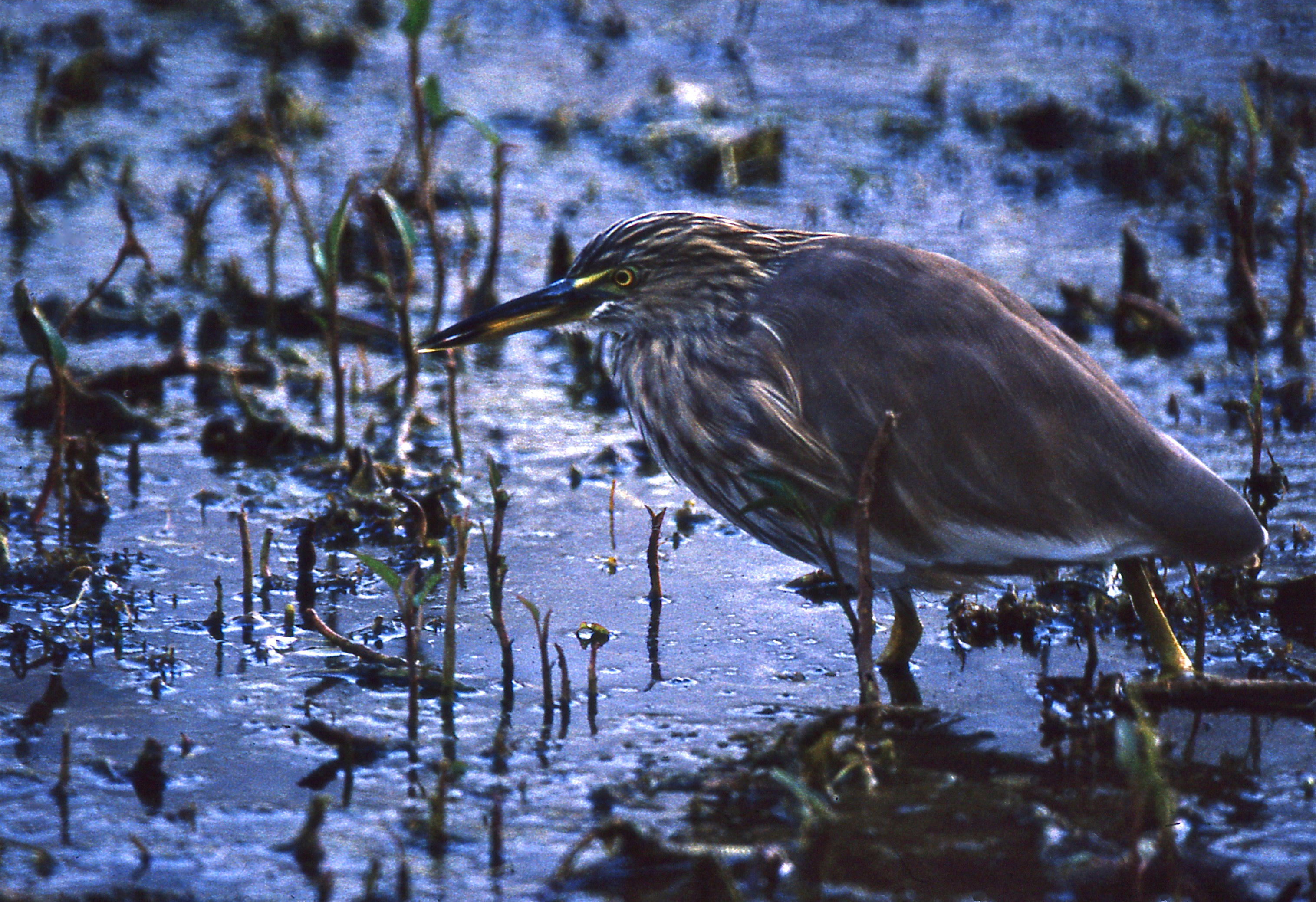 Indian Pond Heron (Ardeola grayii) (20215278270).jpg