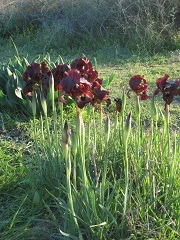 Iris Atropurpurea