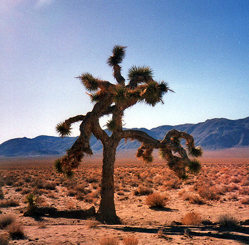 File:Joshuatree.JPG