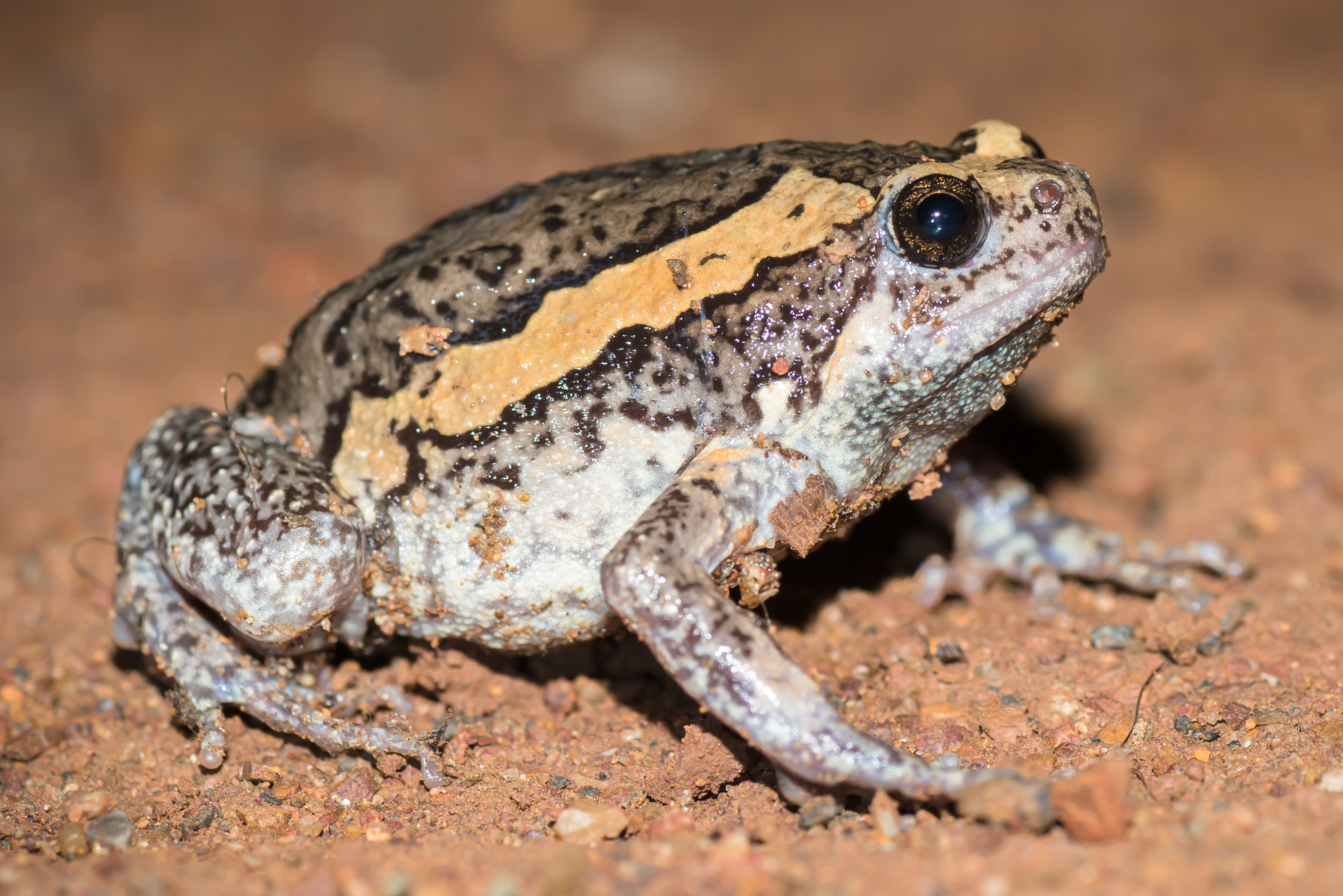 Banded bullfrog Wikipedia 