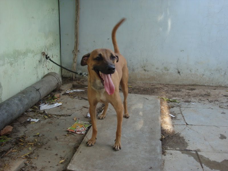 kombai dog breed