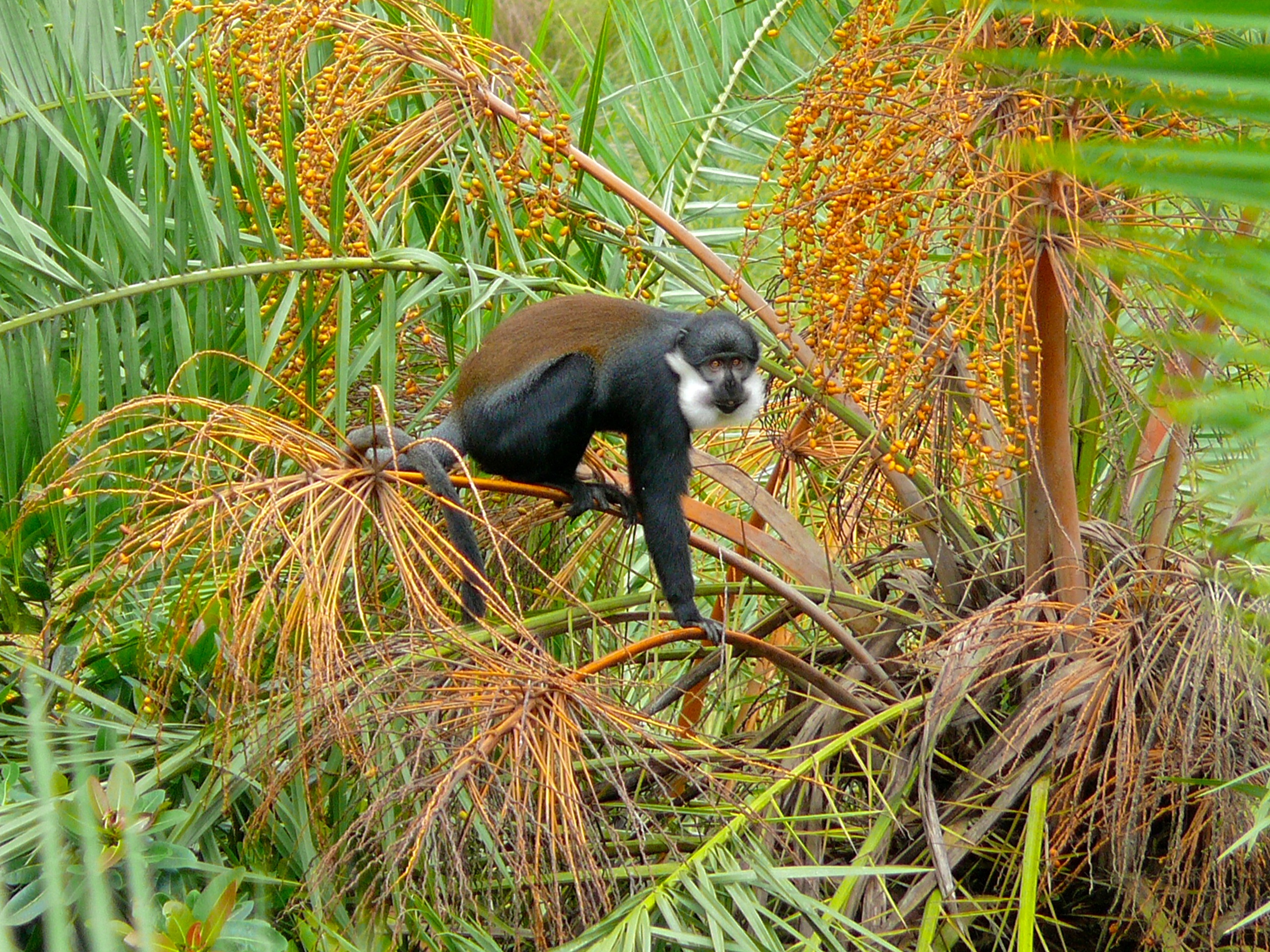 L'Hoest Monkey (Cercopithecus lhoesti) (7076447699).jpg