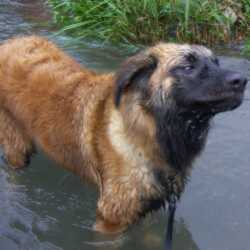 File:Leonberger wikipedia.jpg