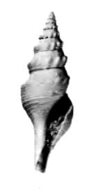 <i>Leucosyrinx iwaensis</i> Extinct species of gastropod